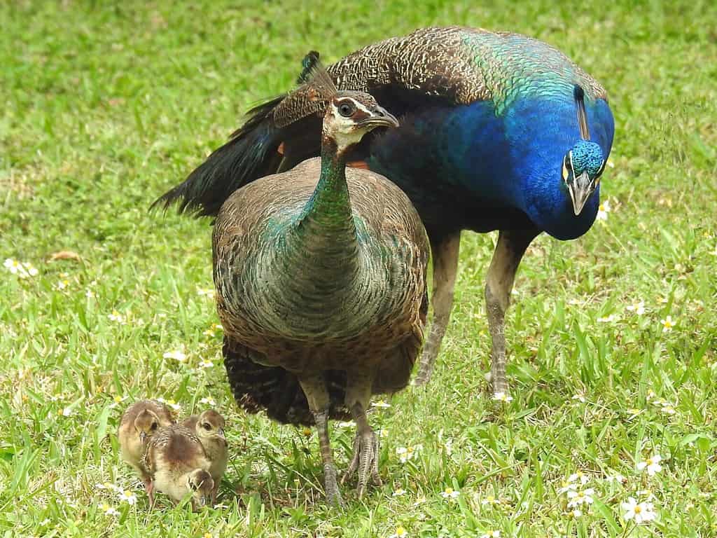 Peacock Family with Peachicks