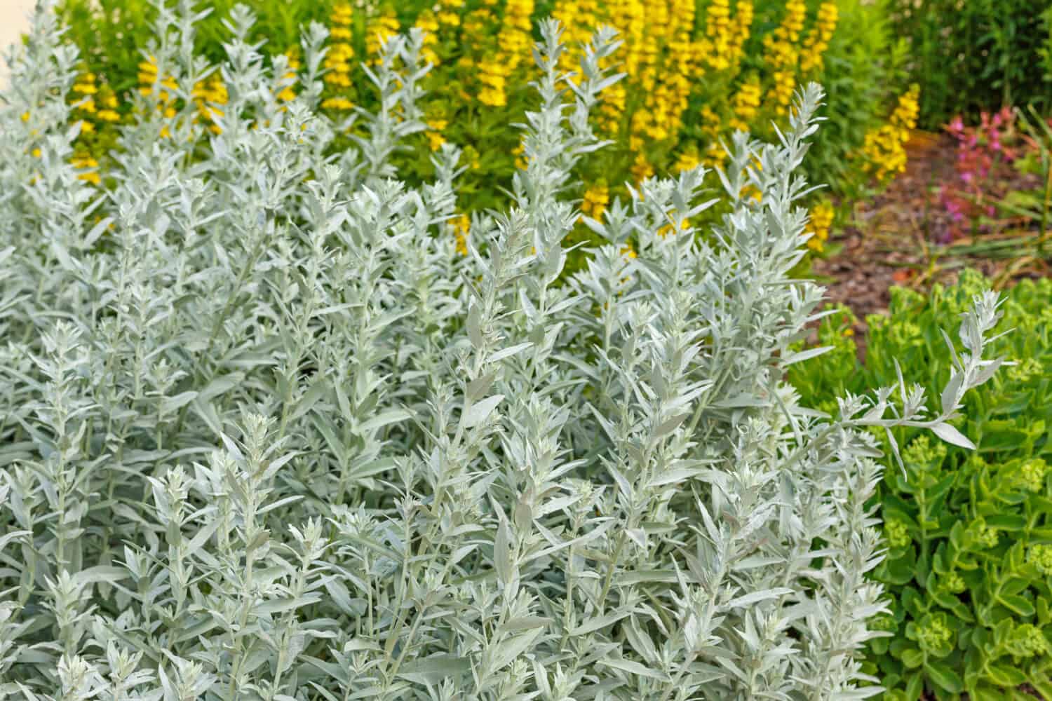 Artemisia Ludoviciana is a Perennial Plant For Landscaping