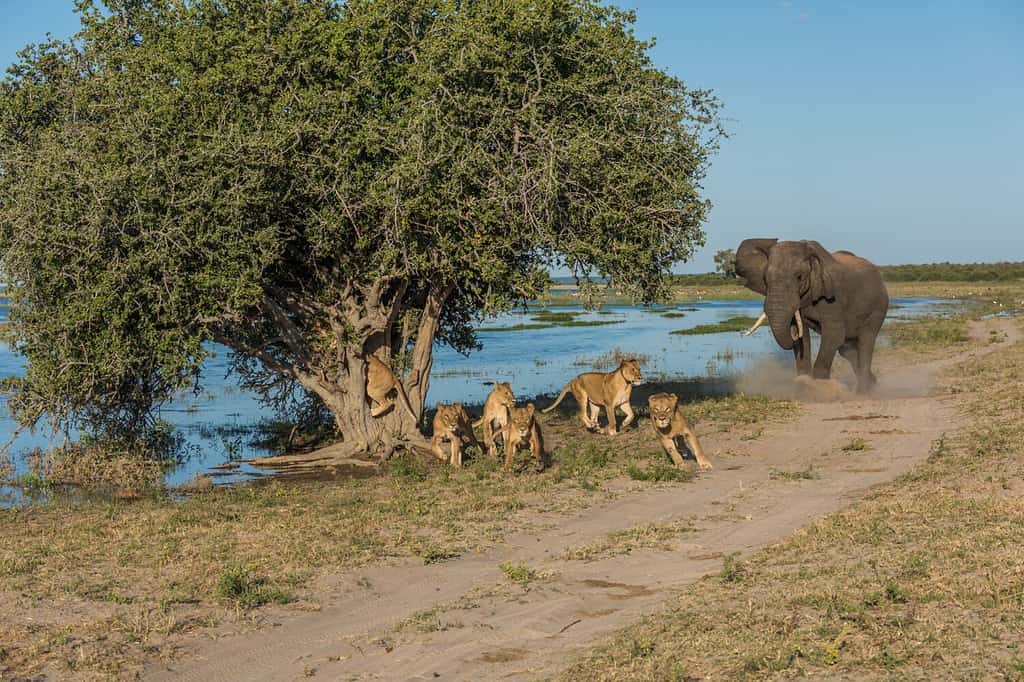 Elephant chases six lions away from tree
