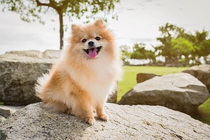 Are Pomeranians the Most Troublesome Dogs? 12 Common Complaints About Them Picture