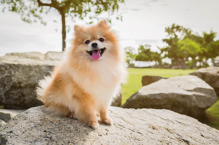dog pomeranian spitz smiling watch the evening sun at the park's nature.