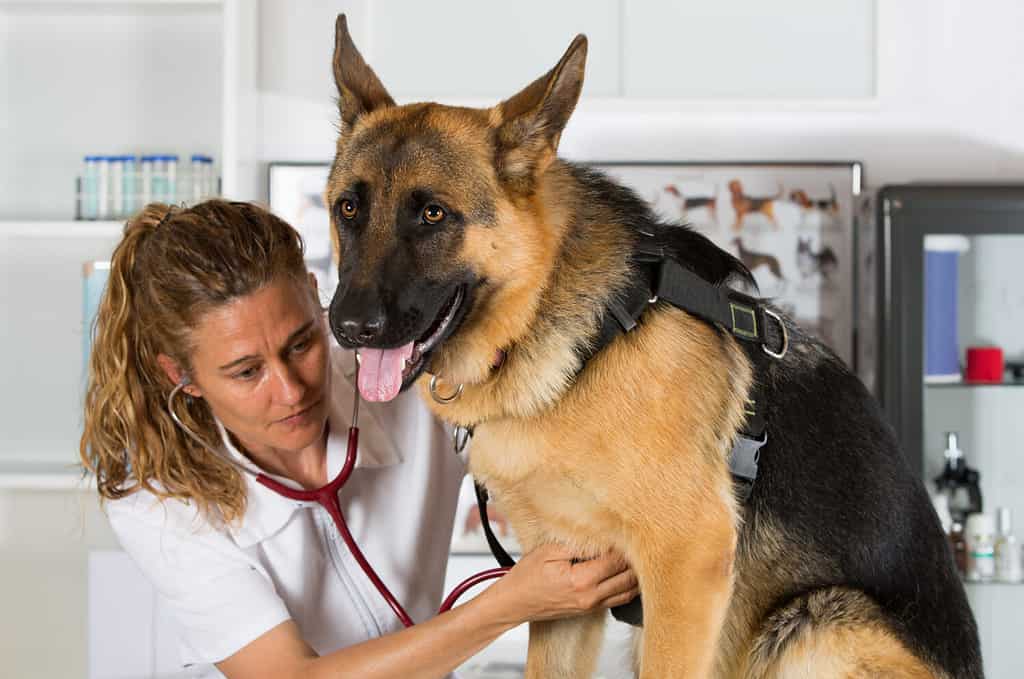 Veterinary with a German Shepherd dog performing a recognition in the clinic