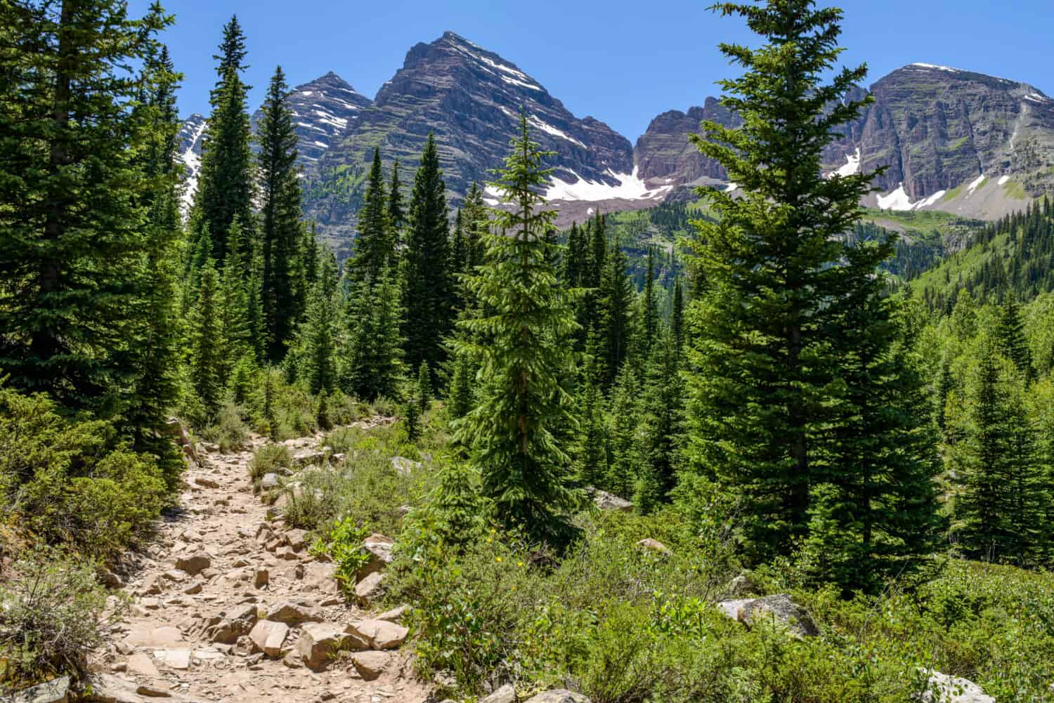 Crater Lake Trail - A rugged hiking trail winding through a pine forest at base of Maroon Bells, Aspen, Colorado, USA.