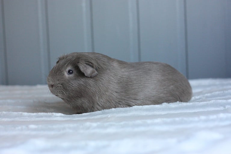 Slate self guinea pig