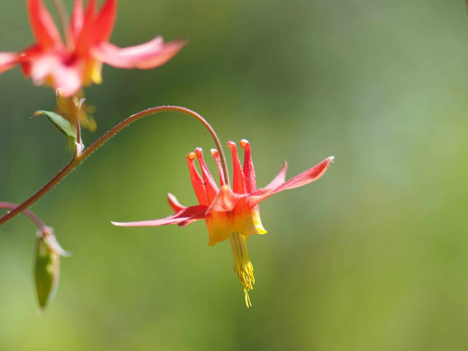 Wild Columbine flowers bloom near Nanaimo, British Columbia, Canada. The flowers are also known as Red Columbine, Aquilegia canadensis, Canadian columbine, Canada columbine, and Eastern red columbine.