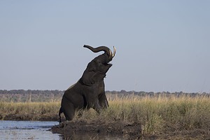 Discover Why Elephants Need Such Long Trunks  Picture
