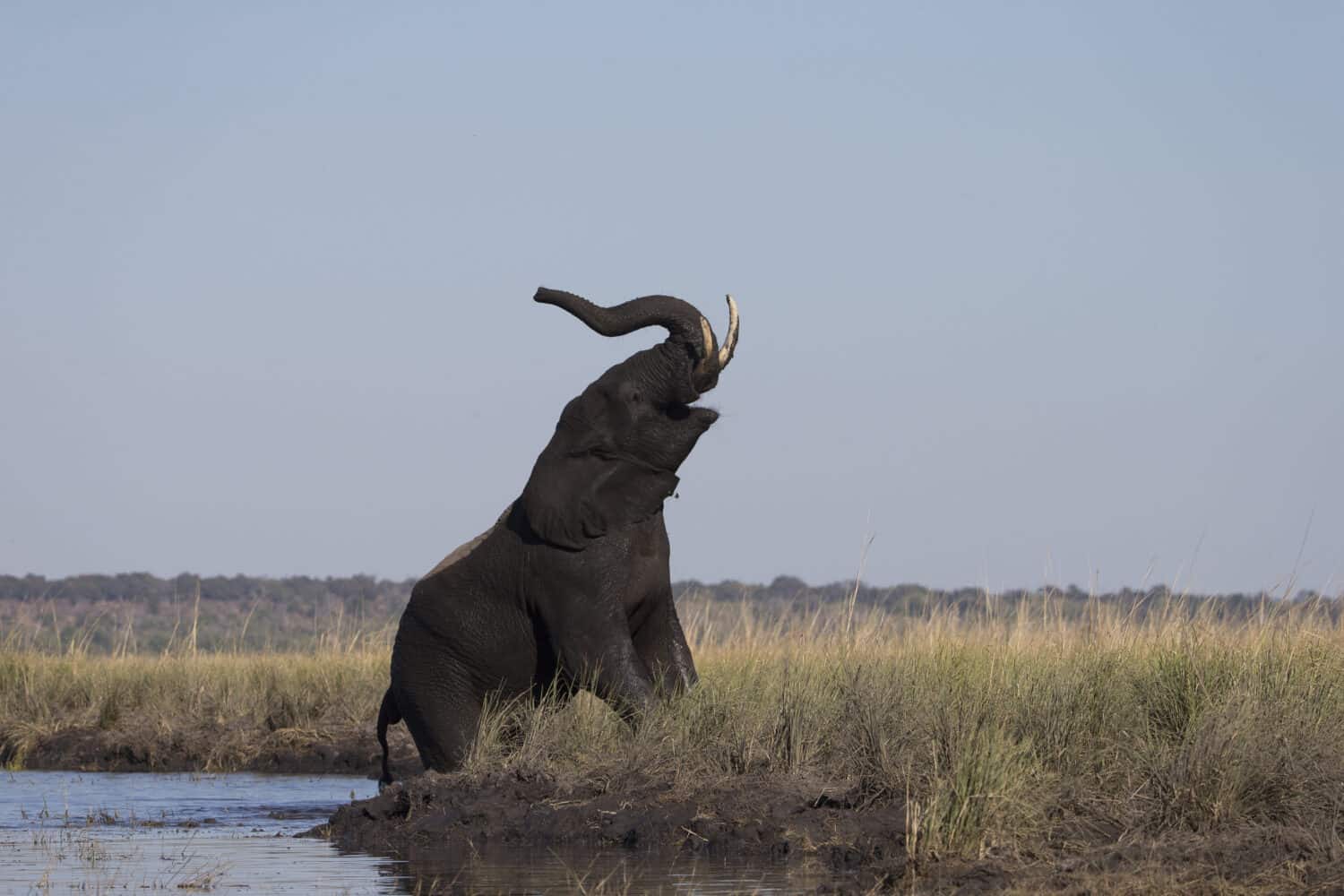 Elephant trumpeting as he leaves the Chobe River in Botswana Africa
