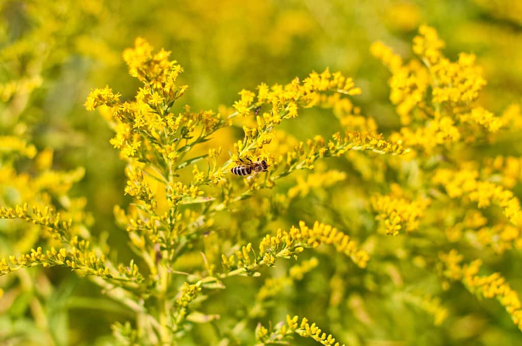 A honeybee sits on goldenrod in late summer, horizontal perspective