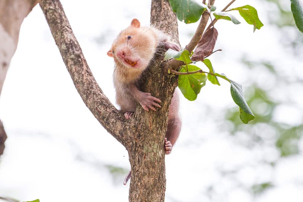 Lesser Bamboo Rat in nature, Thailand (Cannomys badius)