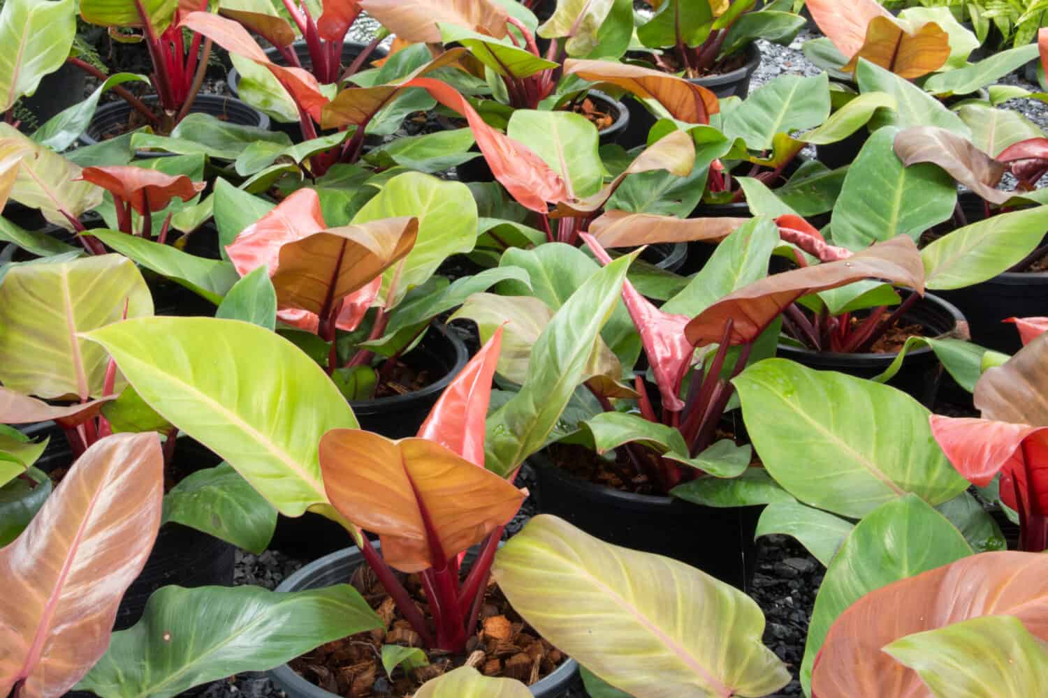 Philodendron Erubescens, red leaves, Red Emerald 