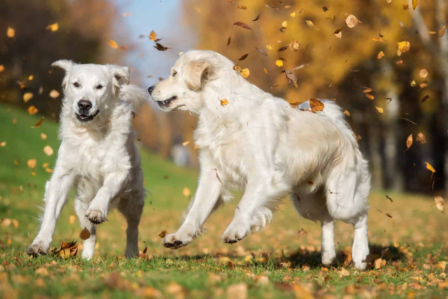 two golden retriever dogs playing with falling leaves