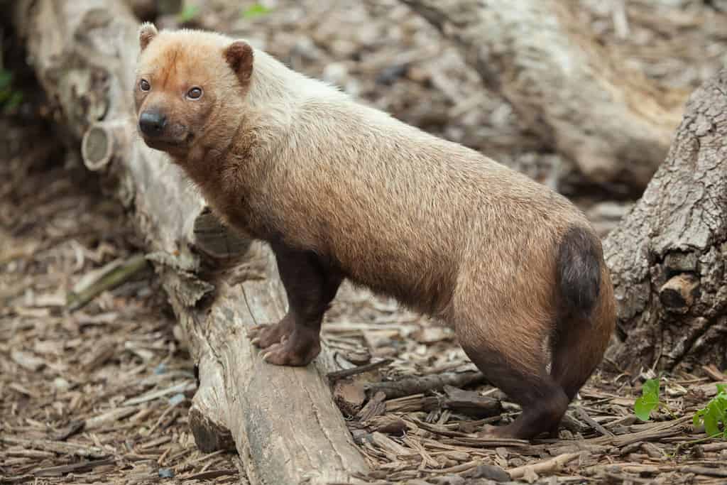 Bush dog (Speothos venaticus). Wildlife animal.