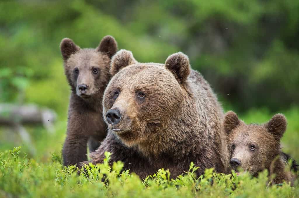 Closeup portrait of She-Bear and Cubs of Brown bear (Ursus Arctos Arctos) in the summer forest. Natural green Background