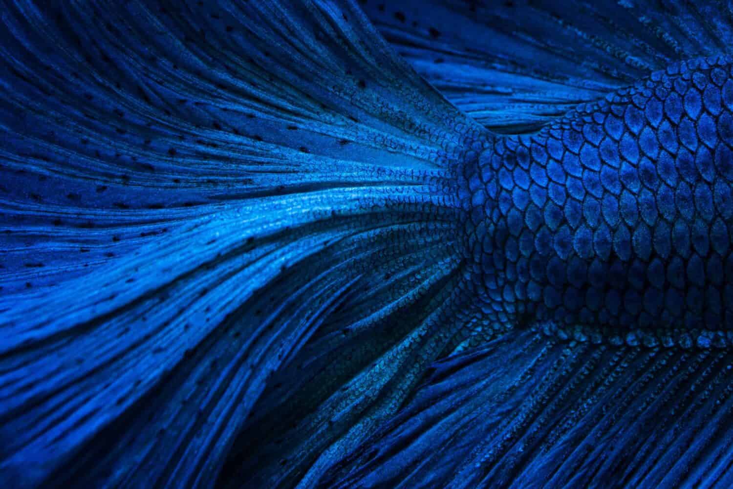 Close up of blue metal betta fish, use for background