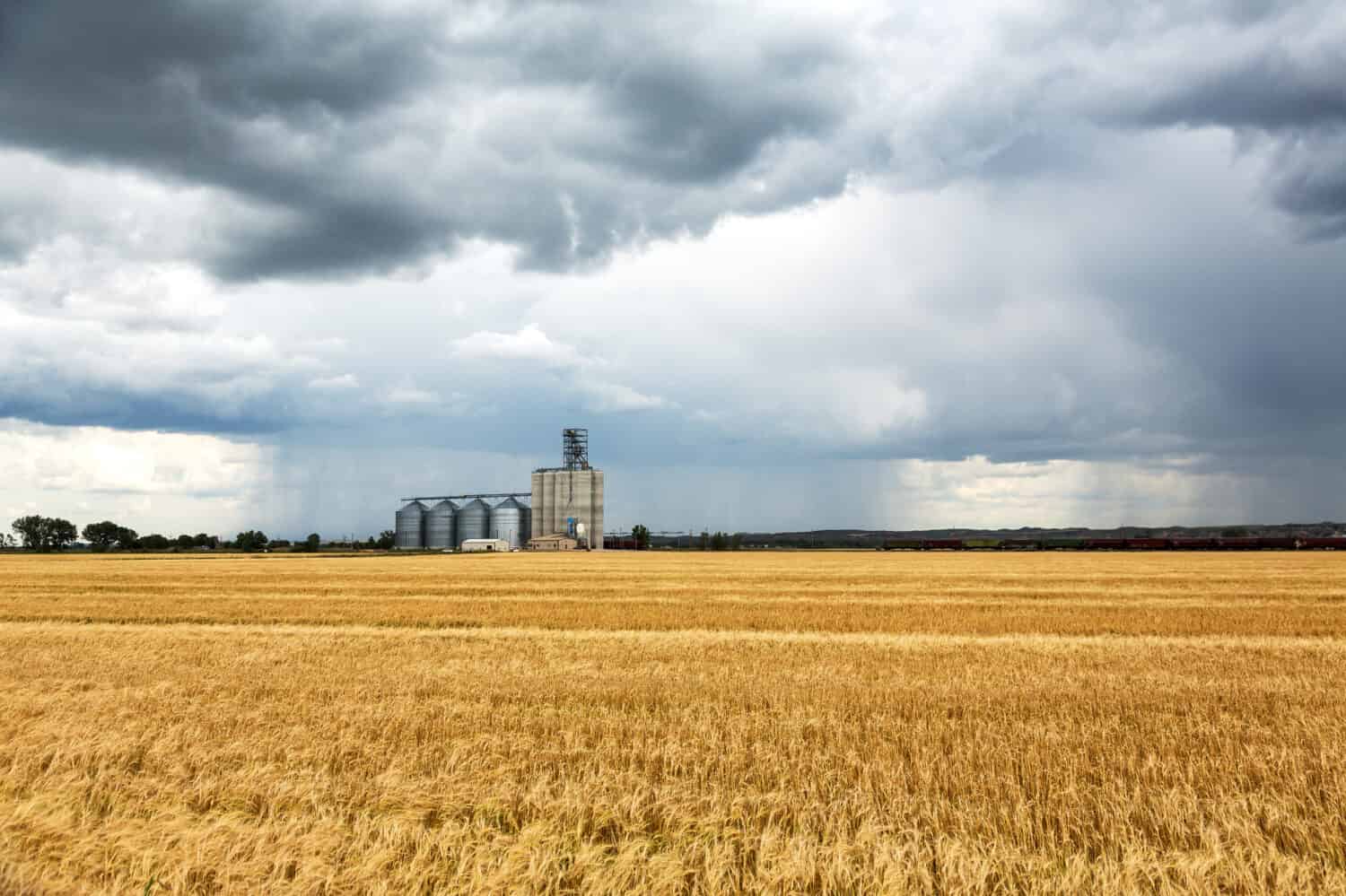 Wheat fields and grain elevator in Sidney, Montana during a rain storm on a summer day. 