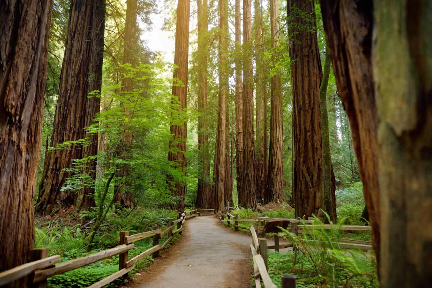 Hiking trails through giant redwoods in Muir forest near San Francisco, California, USA