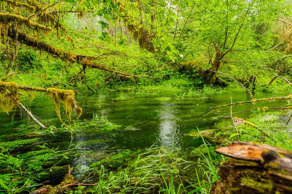pond and trees covered with moss in the temperate Hoh Rain Forest.,Olympic National Park, Washington State, USA