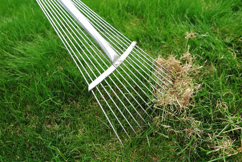 Dethatching lawn with a lawn rake in the spring garden