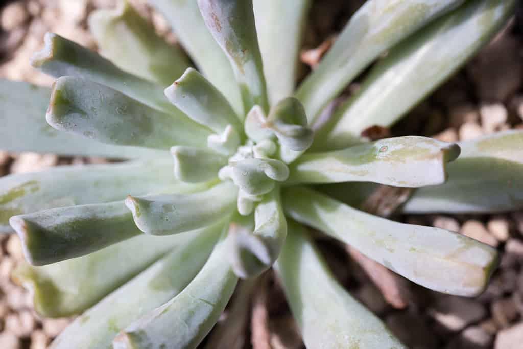 Dudleya virens, succulent in Crassulaceae family in close-up