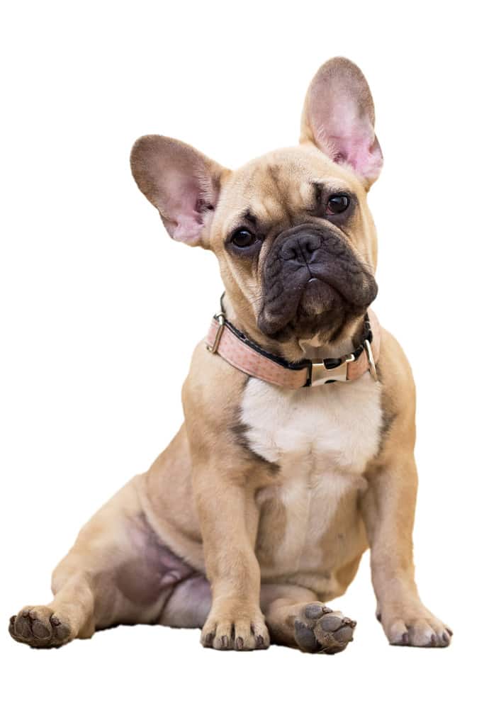 Fawn french bulldog puppy sitting white background isolate