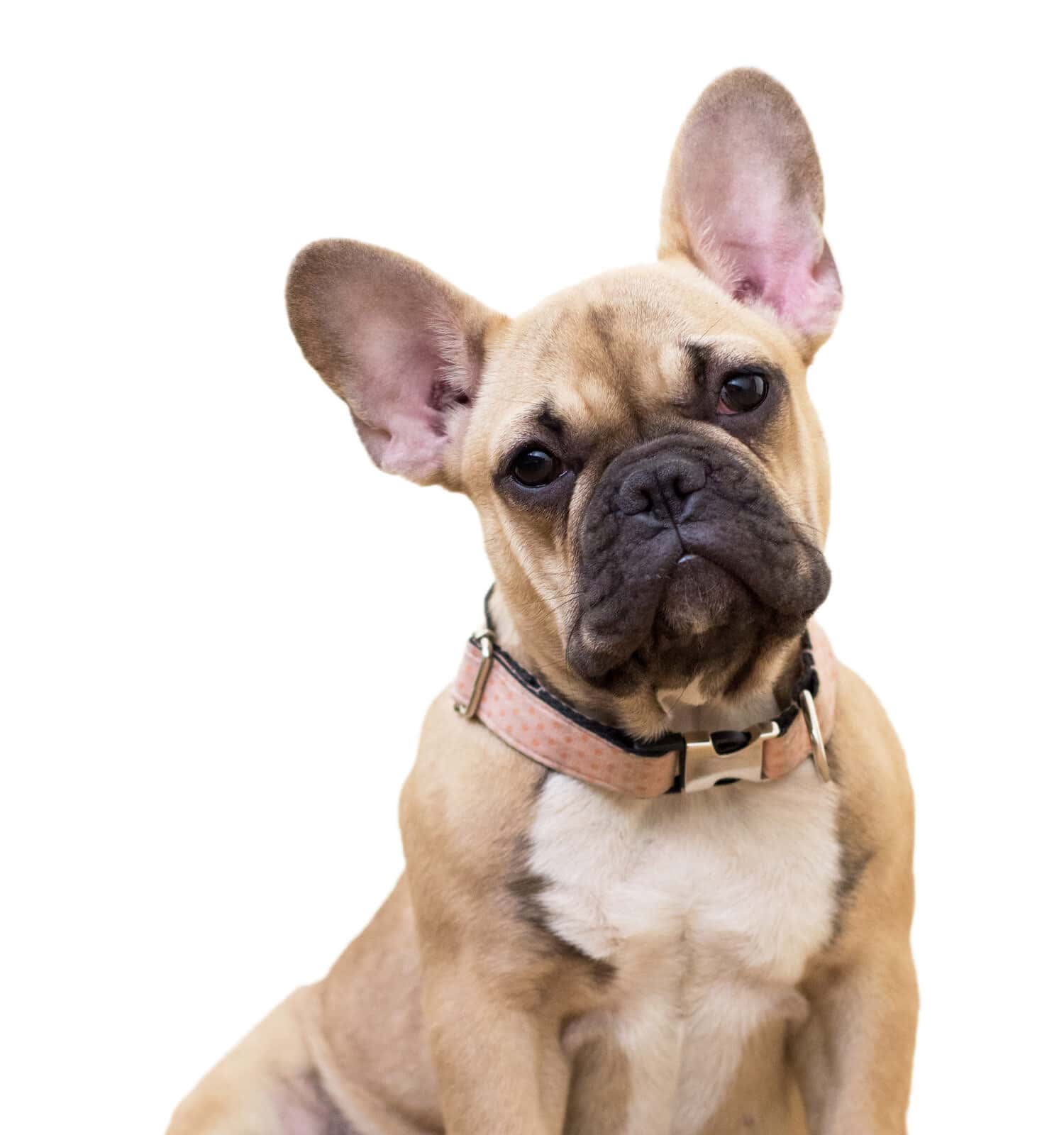 Fawn french bulldog puppy sitting white background isolate