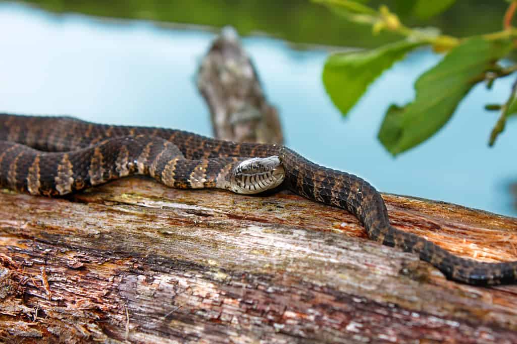 Northern Water Snake Wisconsin