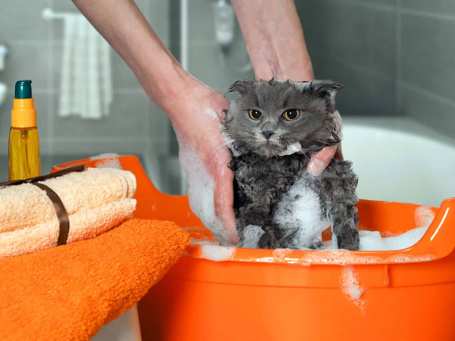 The process of washing the cat in the bathroom. Wet, scared and unhappy cat, a human hand, a lot of suds