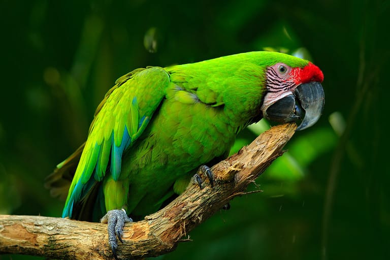 Macaw Colors: Most Common To Rarest - A-z Animals