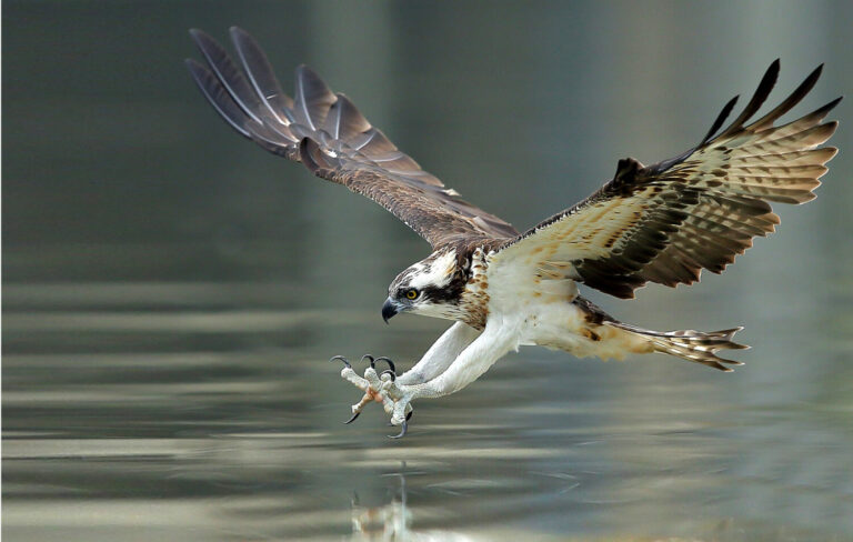 Osprey