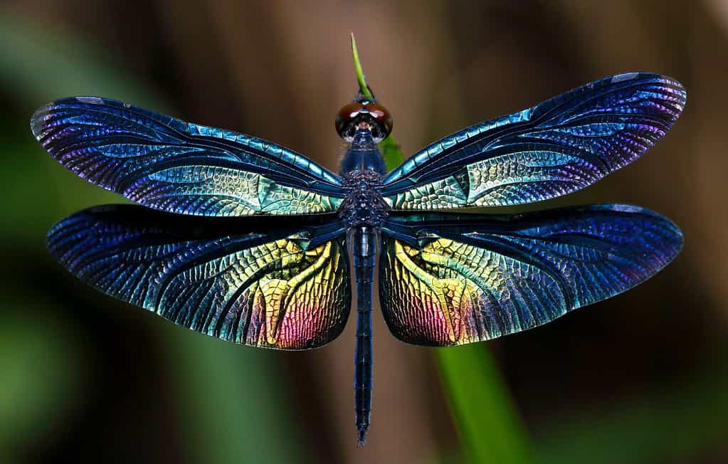 Beautiful wing of dragonfly