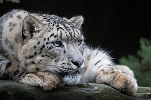 The Top Theories on Why Snow Leopards Bite Their Own Tails Picture