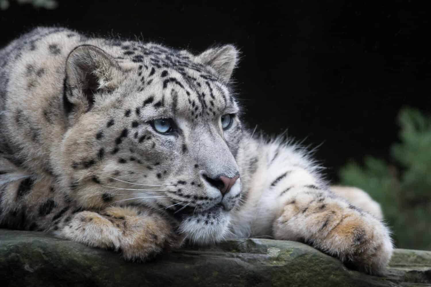 Snow Leopard