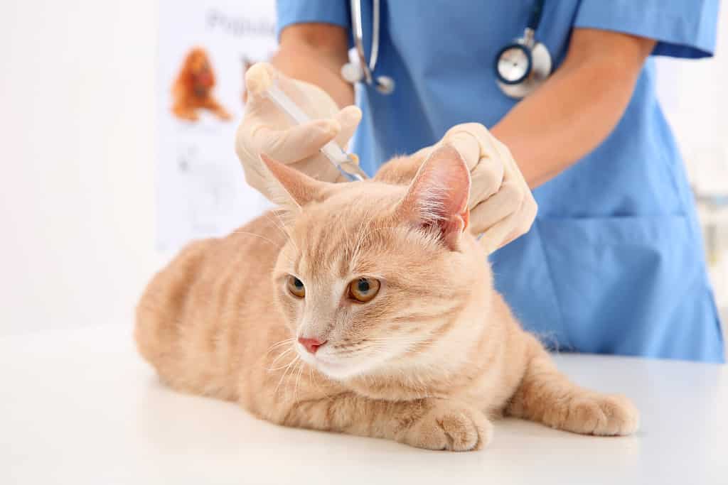 Prednisolone can cause diabetes in cats which results in a need for insulin injections.