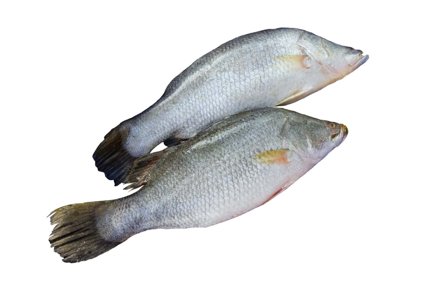 Pair of Silver perch or white perch isolated on white background