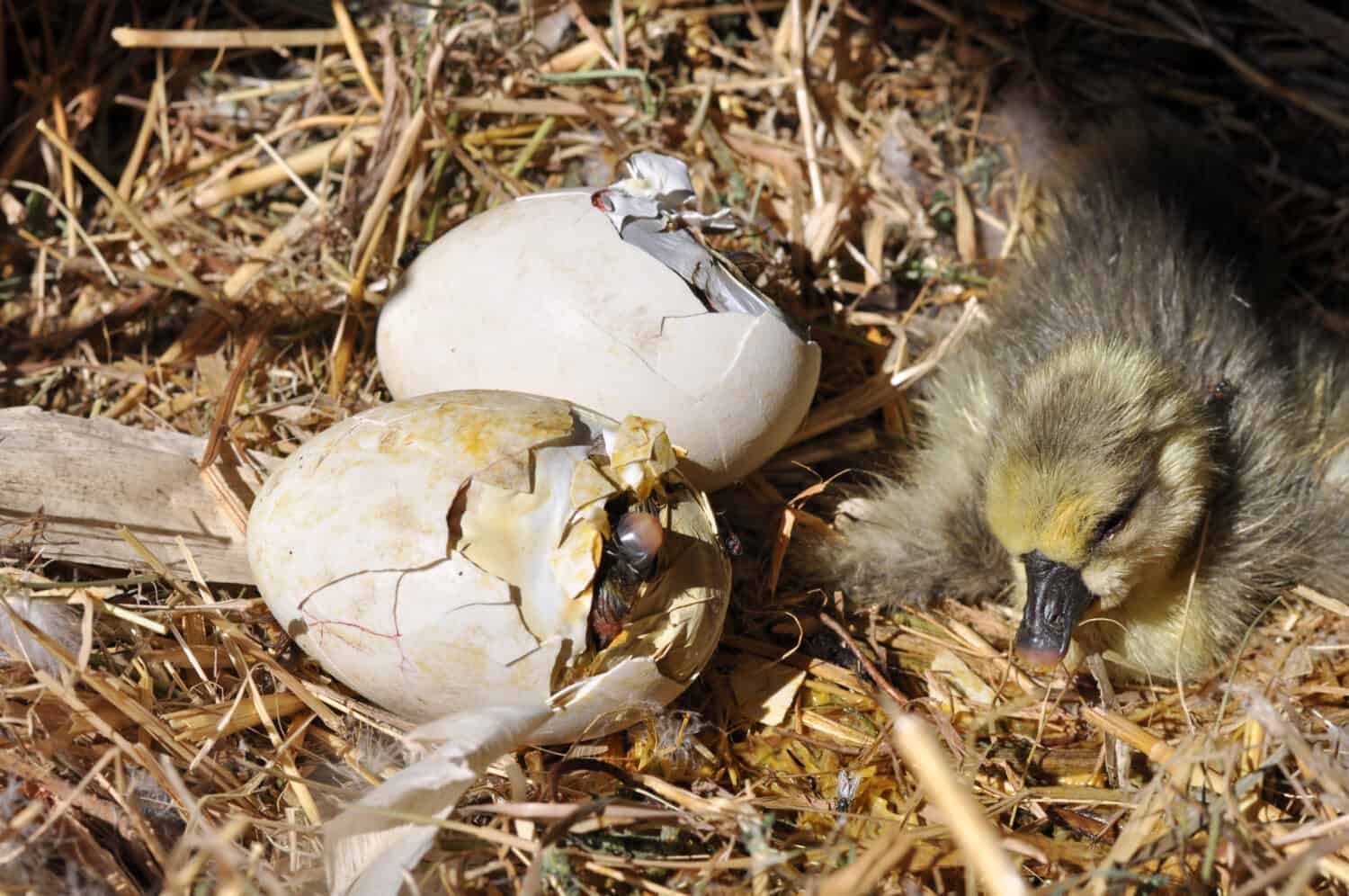 Goose coming out of a egg. 