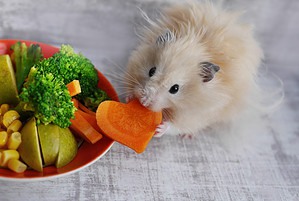 19 Foods You Should Never Feed a Hamster Picture