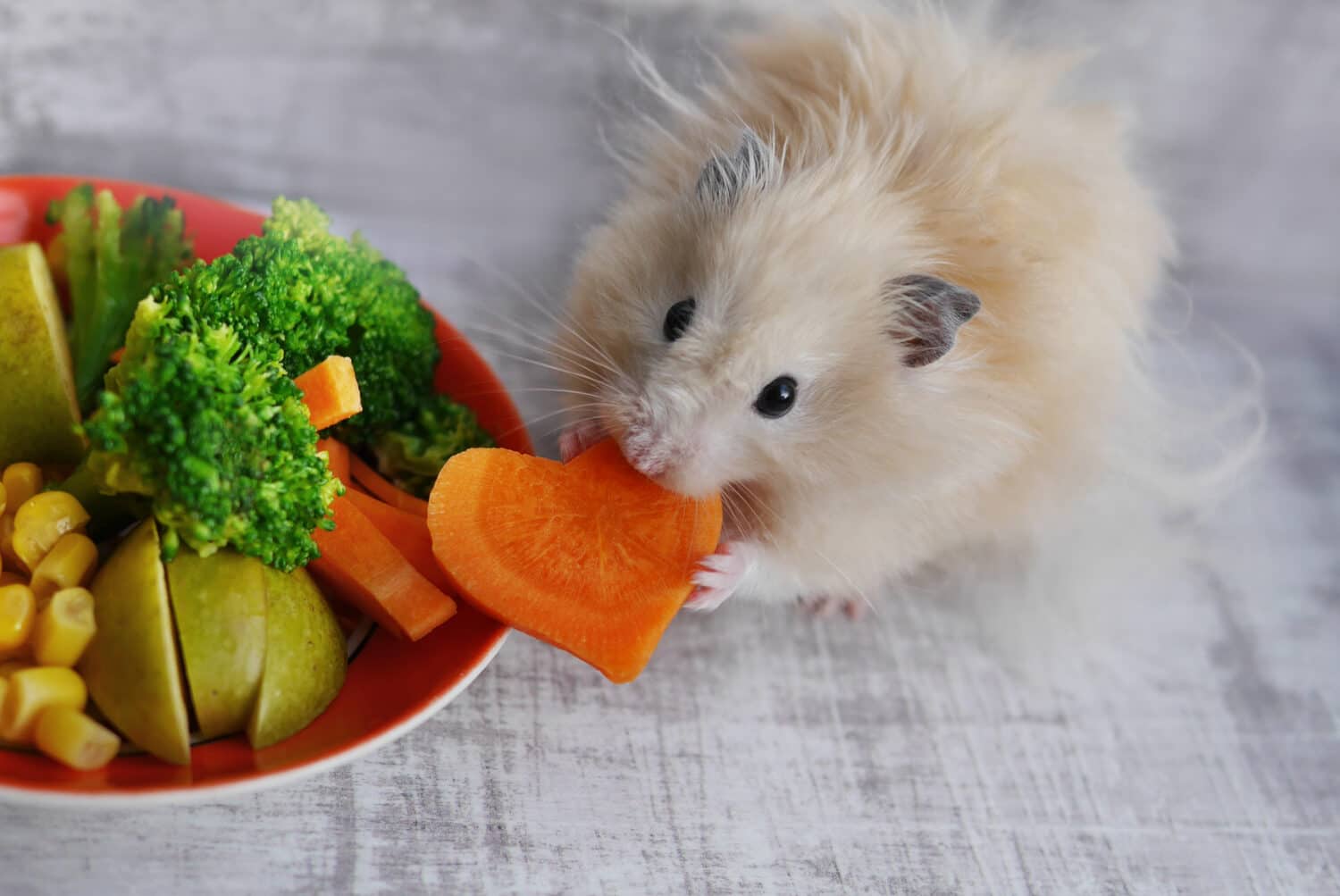 Hamster eating carrots.
