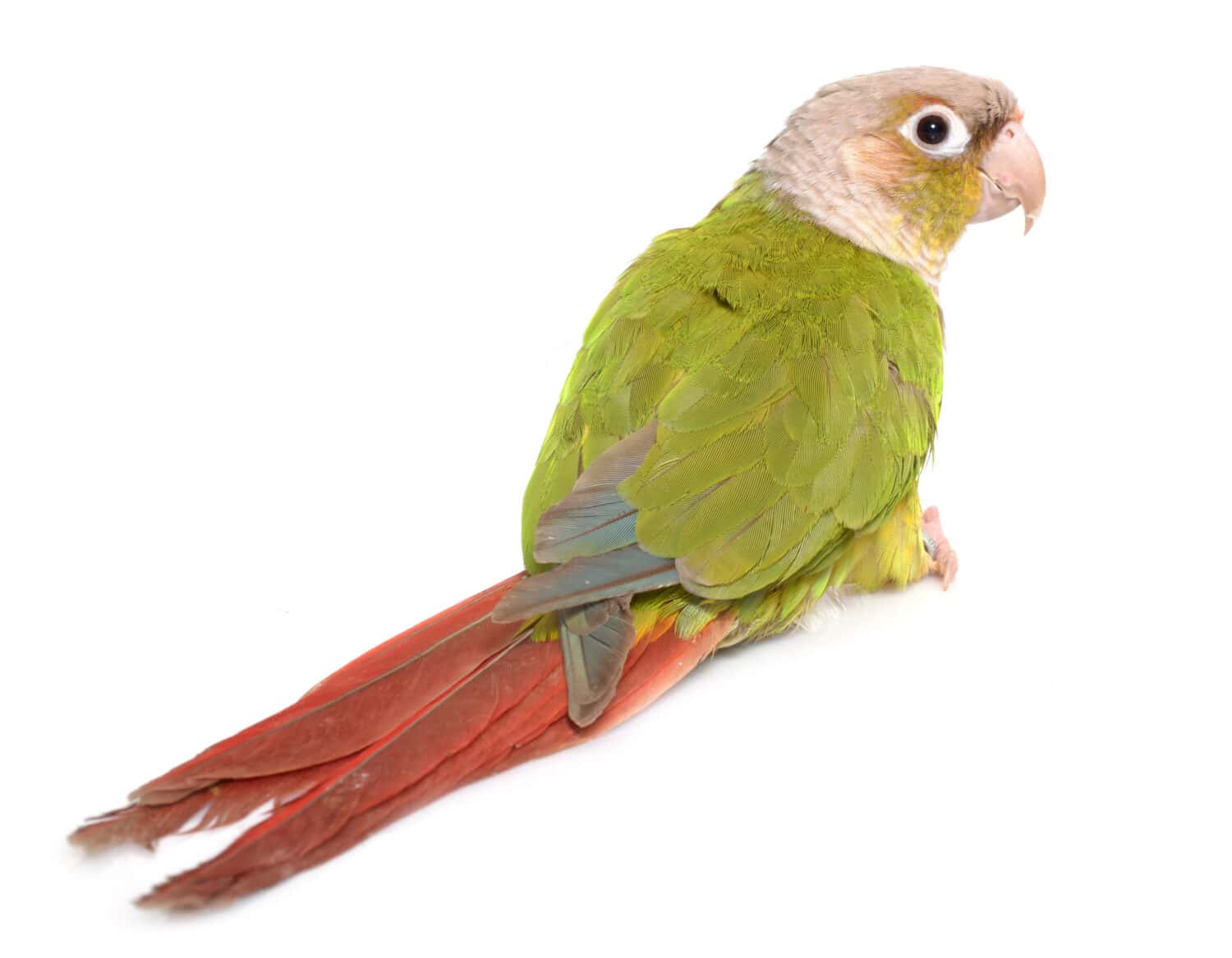 conure cinnamon in front of white background