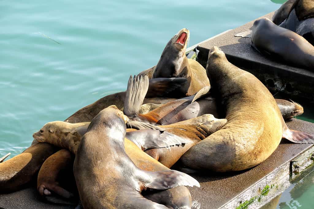 California sea lions resting on floating docks in Newport bay, Oregon.