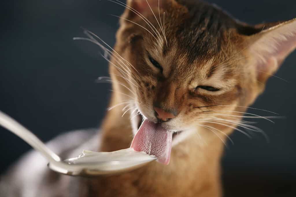 abyssinian kitten eat yogurt from silver spoon, closeup photo