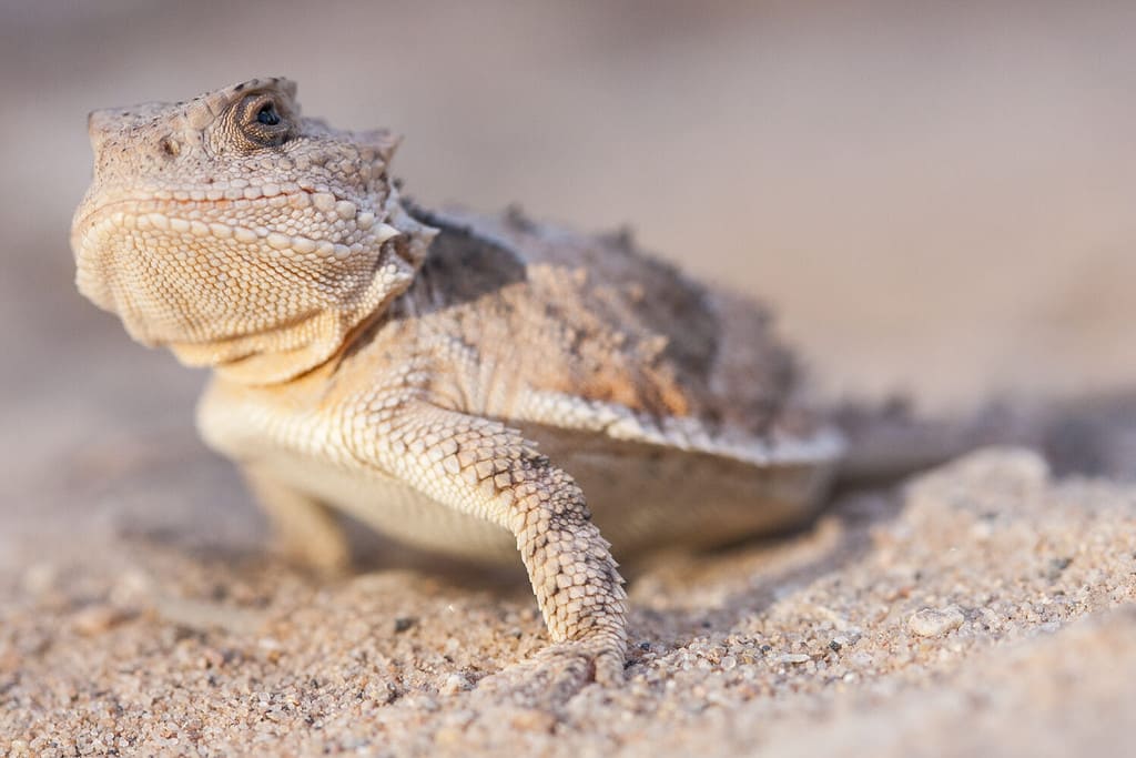 The greater short-horned lizard (Phrynosoma hernandesi), also commonly known as the mountain short-horned lizard, is a species of lizard endemic to western North America; a macro portrait