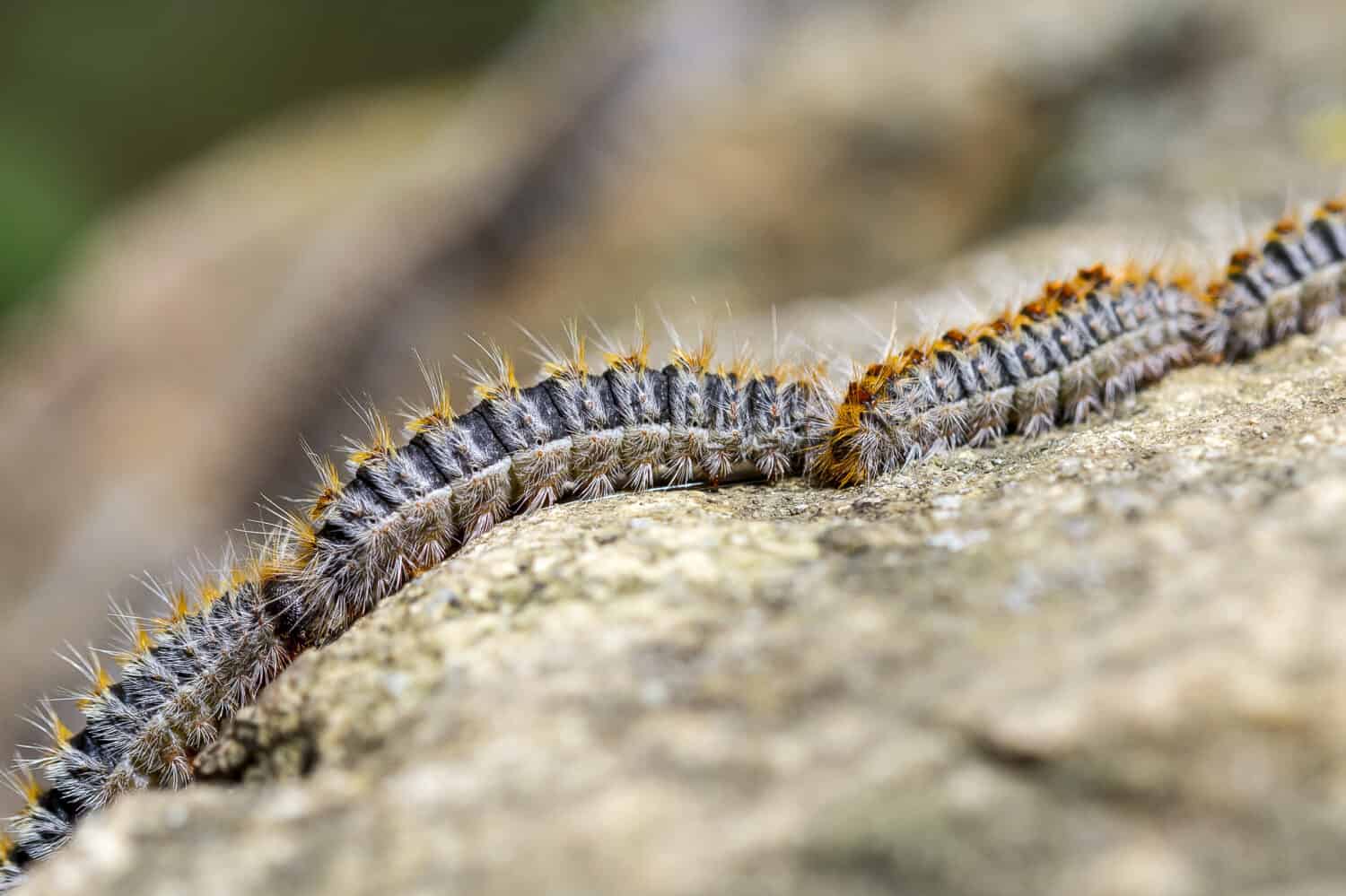 Pine processionary caterpillar's have venomous hairs that make them a danger to people on our must-visit island in Europe, Mallorca.