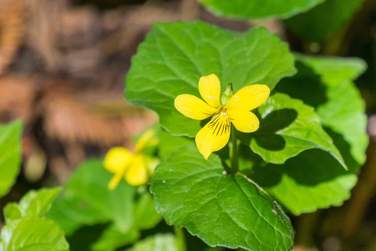 Redwood violet (Viola sempervirens) wildflower on a sunny day, California