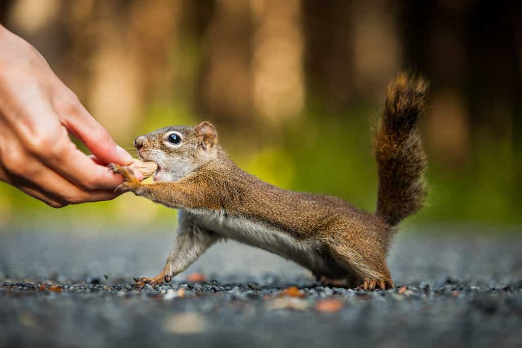 Funny Close-up of Woman Feeding a Red Squirrel on the ground somewhere in Quebec, Canada.