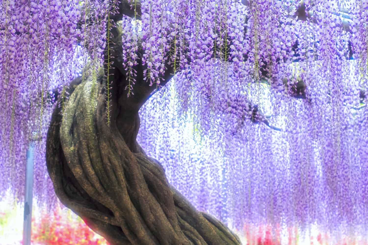 Tree of wisteria to be able to twist