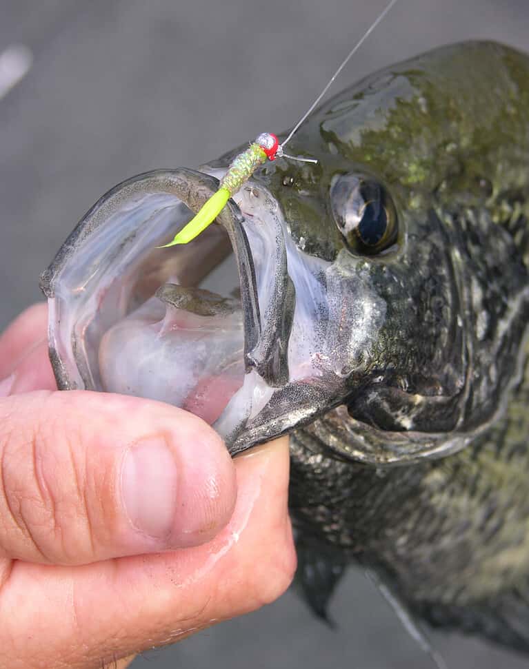 Crappie caught on a micro-jig by a fly fisherman