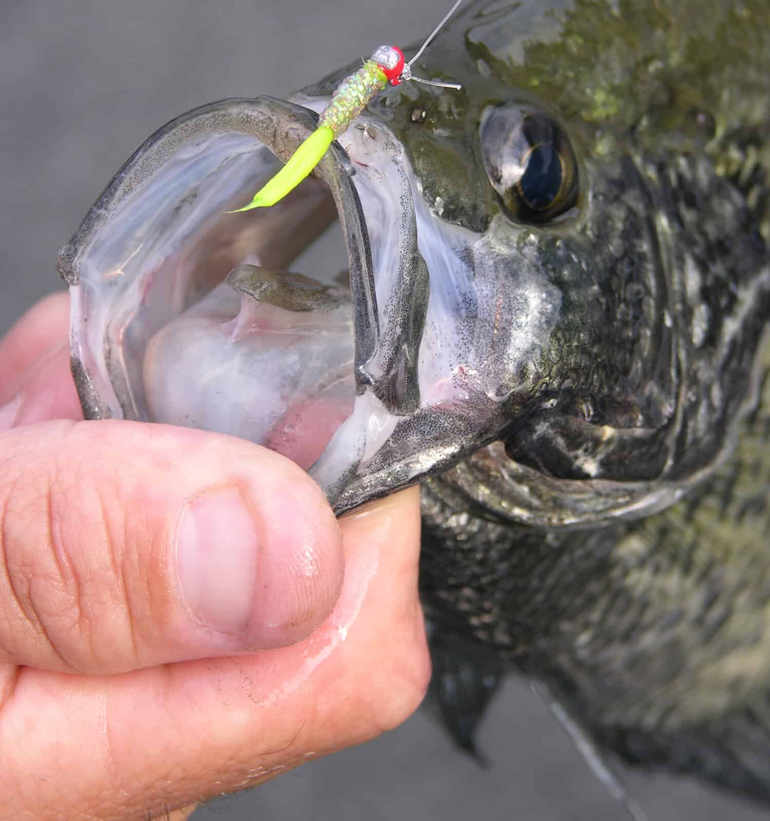 Crappie caught on a micro-jig by a fly fisherman