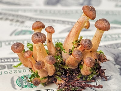 A 4 Mushrooms That Are Worth Money