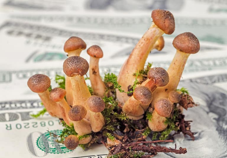 Mushrooms on money background. Business success concept.