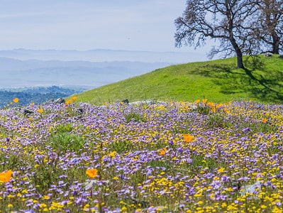 A The Best Wildflowers to Plant in all 50 States